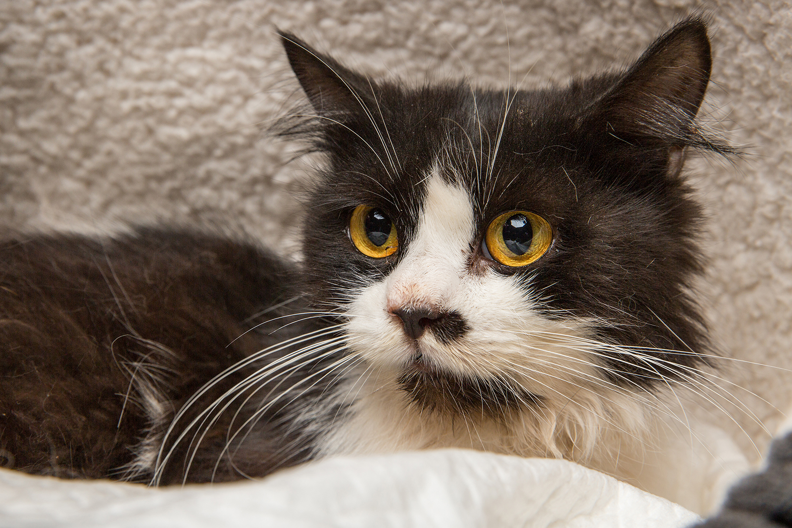 SniffCats-140617-205.jpg