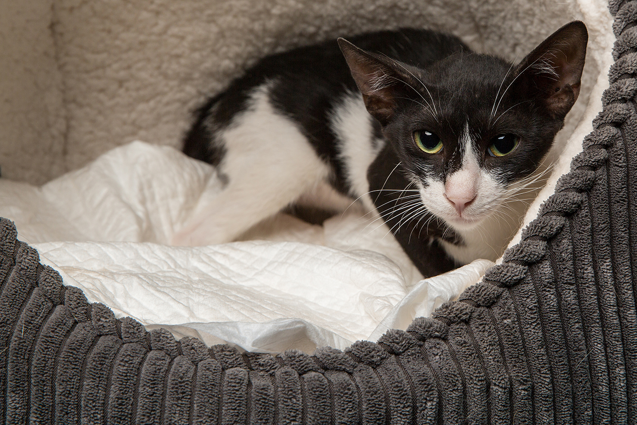 SniffCats-140617-215.jpg