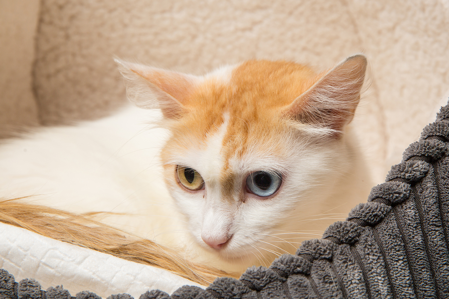 SniffCats-140617-278.jpg