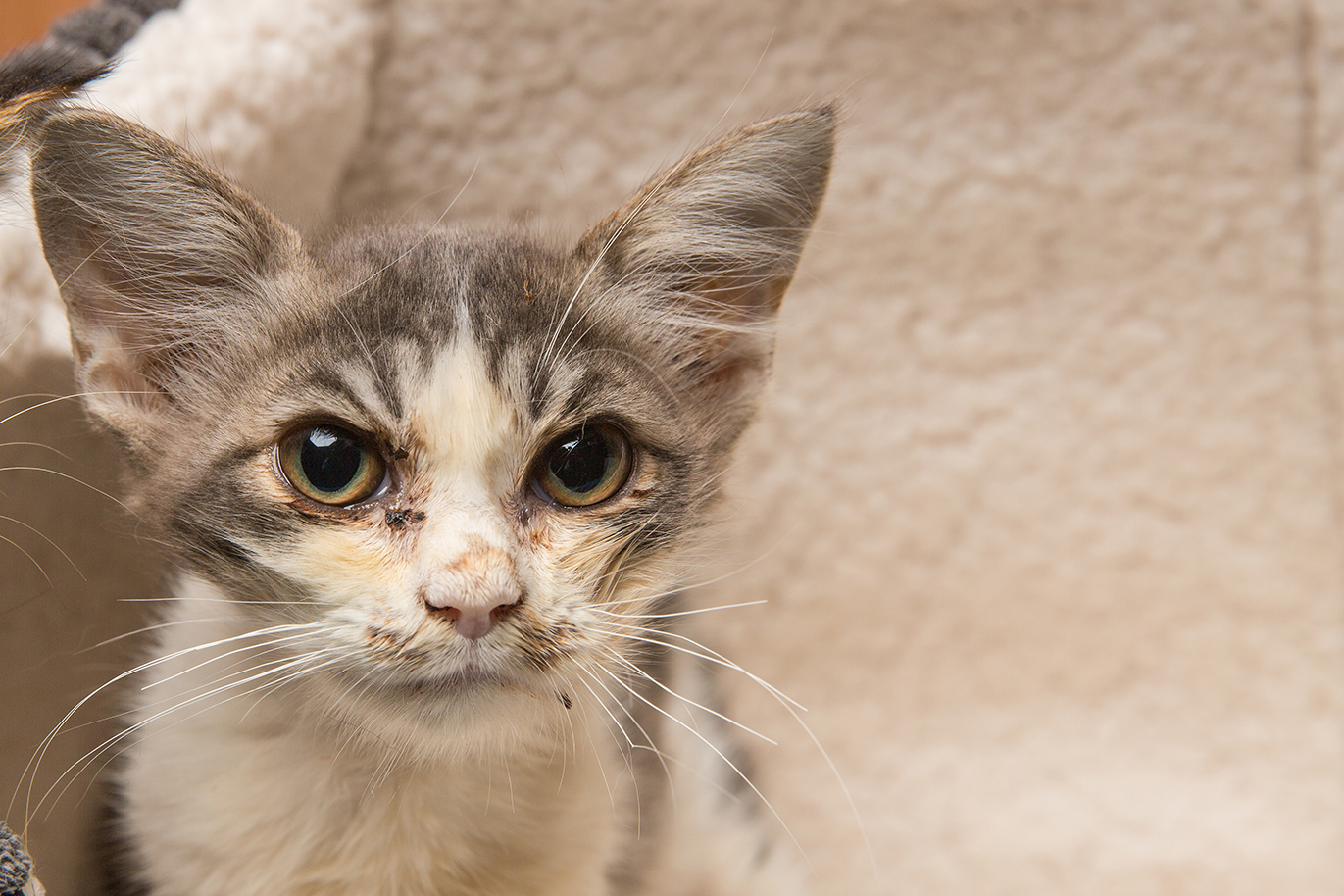 SniffCats-140617-291.jpg