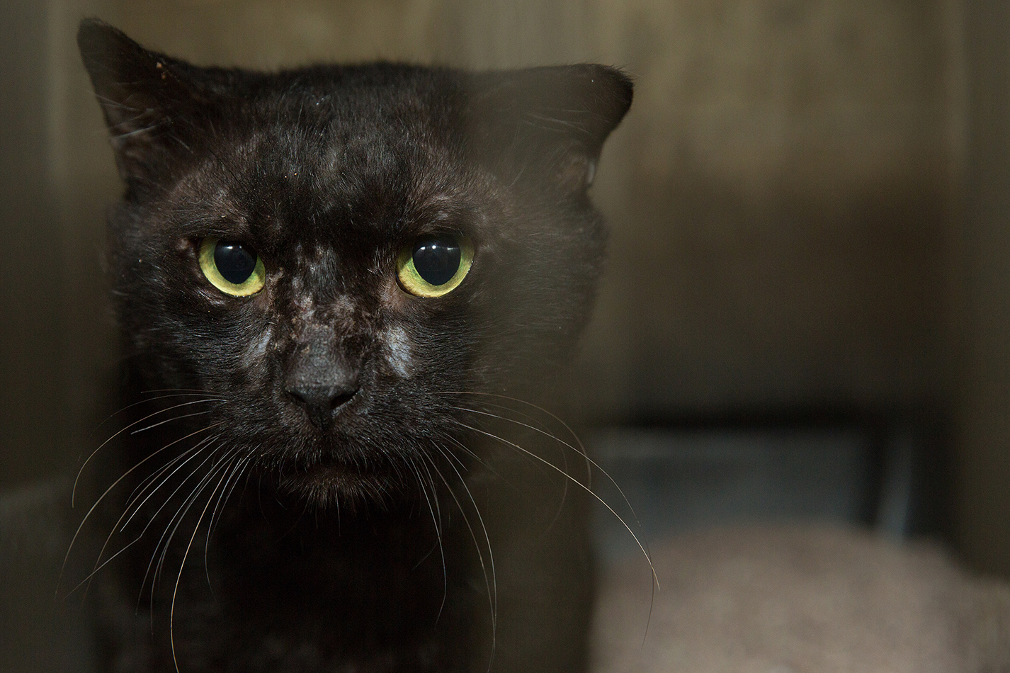 SniffCats-140617-330.jpg