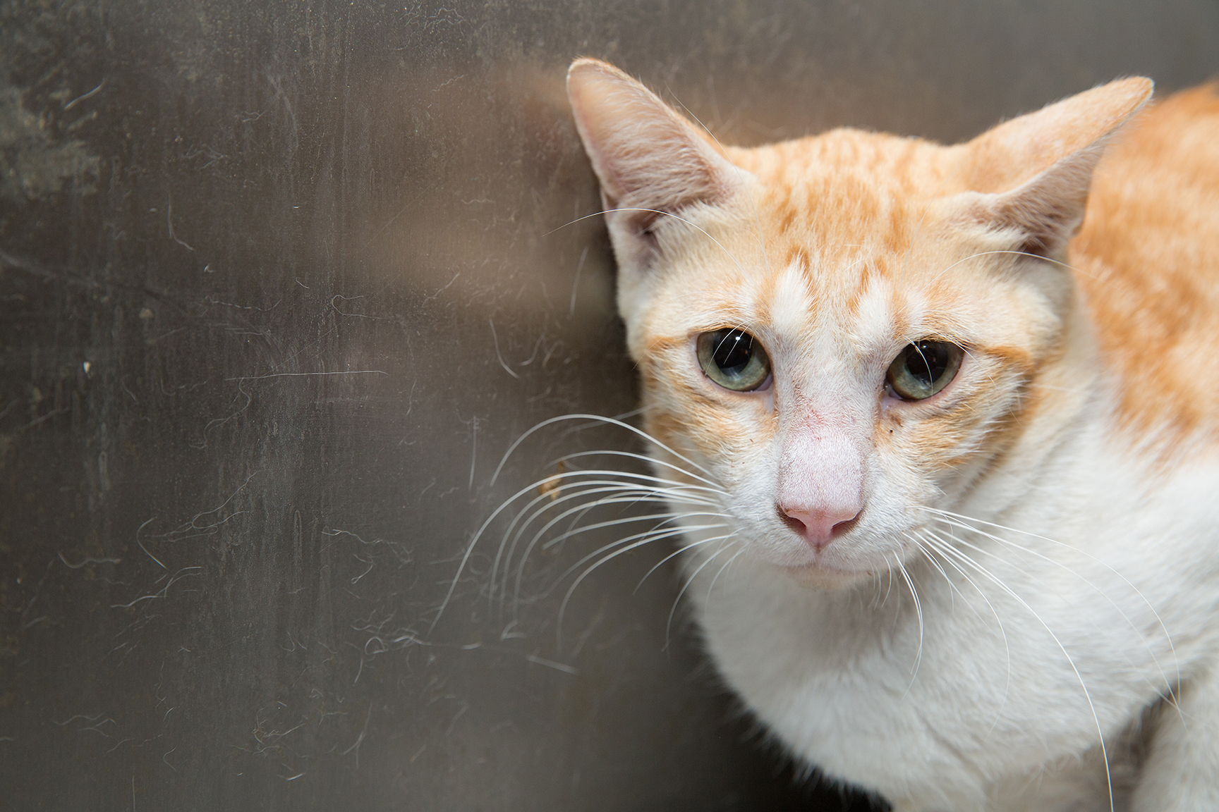 SniffCats-140617-342.jpg