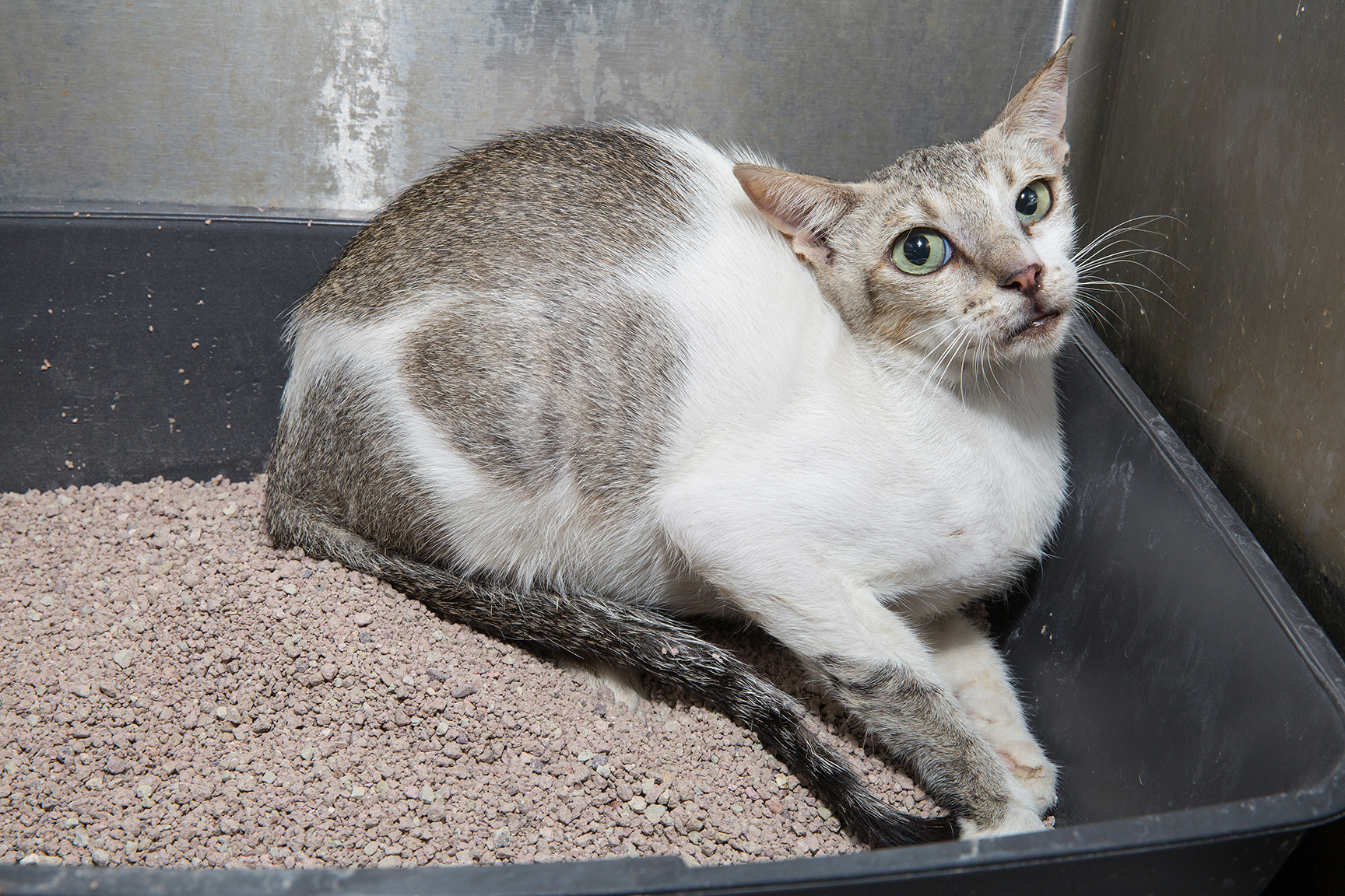 SniffCats-140617-346.jpg