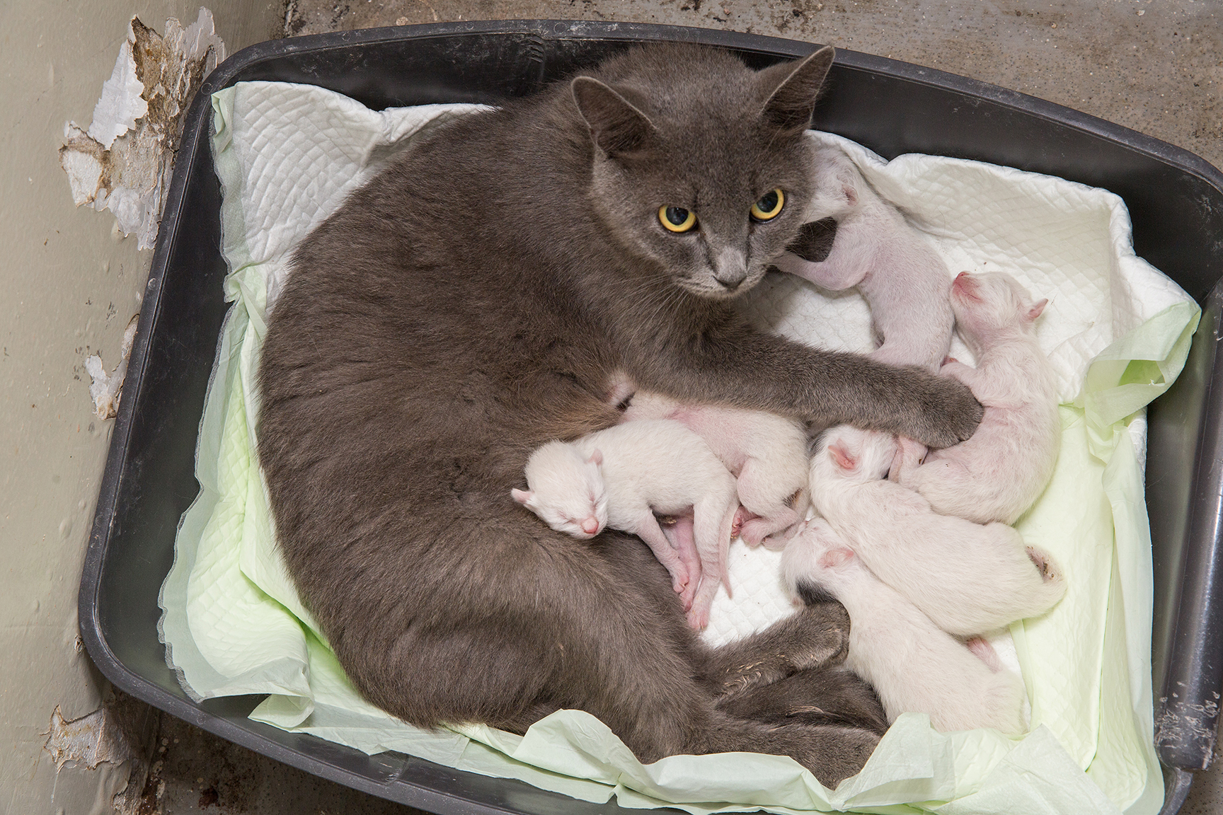 SniffCats-140617-355.jpg