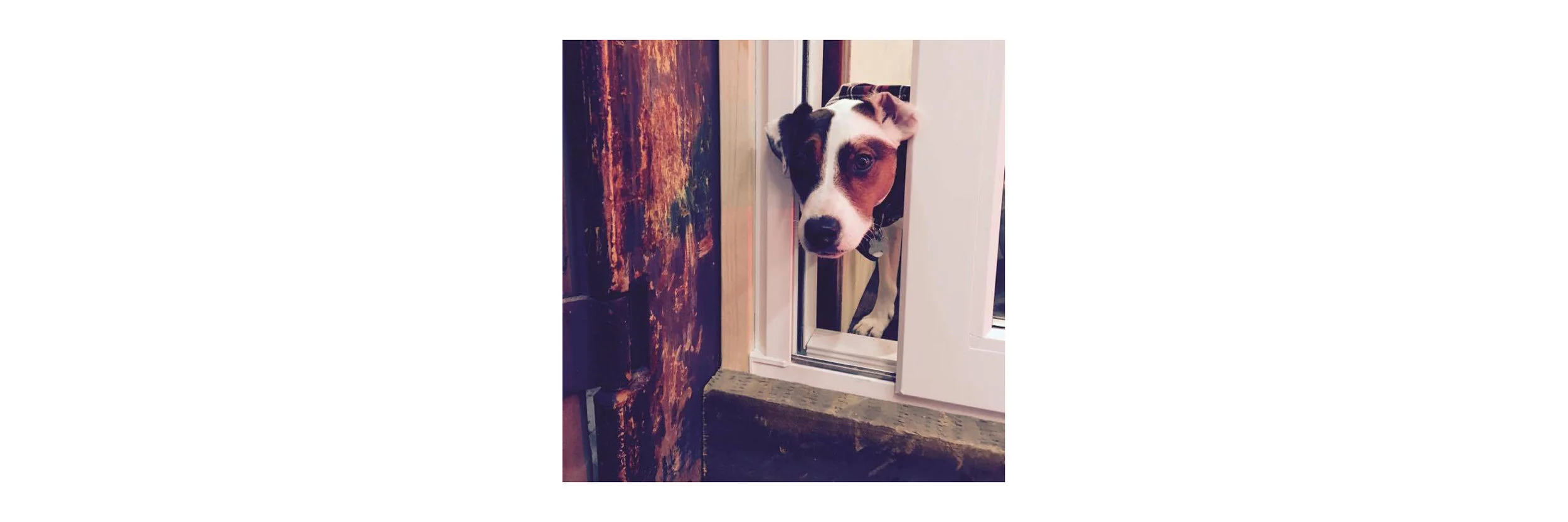 dogfriendly1.jpg