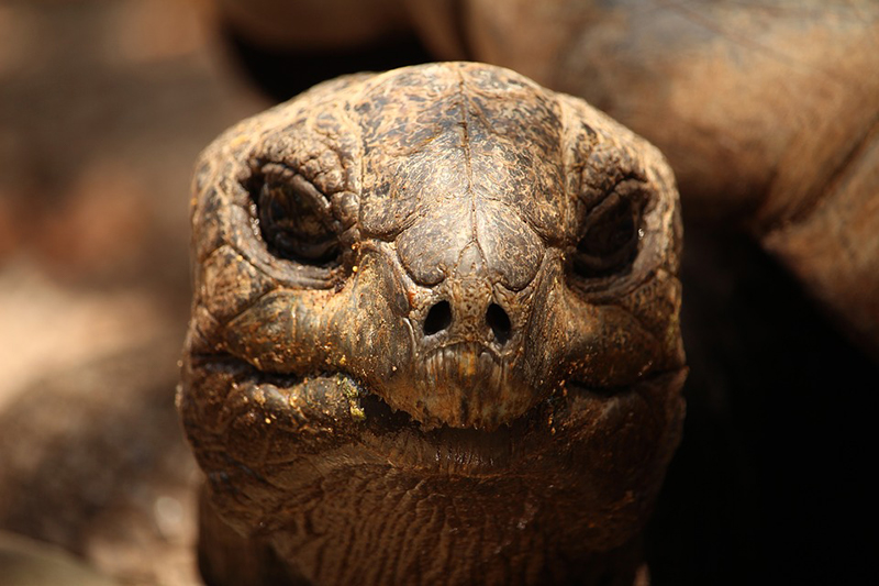 turtle-2018921_960_720 smaller.jpg