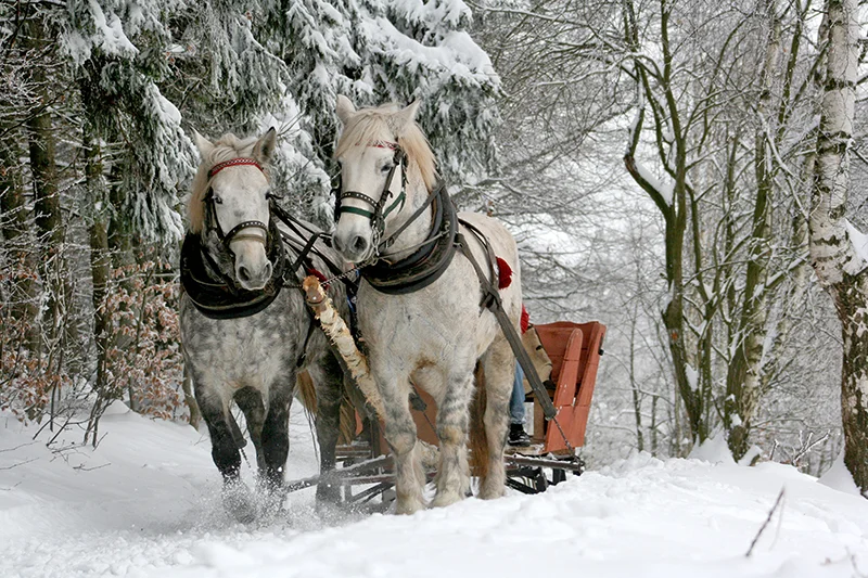 sleigh-ride-horses-the-horse-winter smaller.jpg