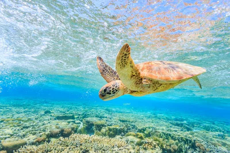 turtle.jpg