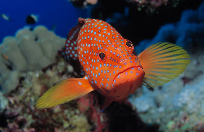 fishey.jpg