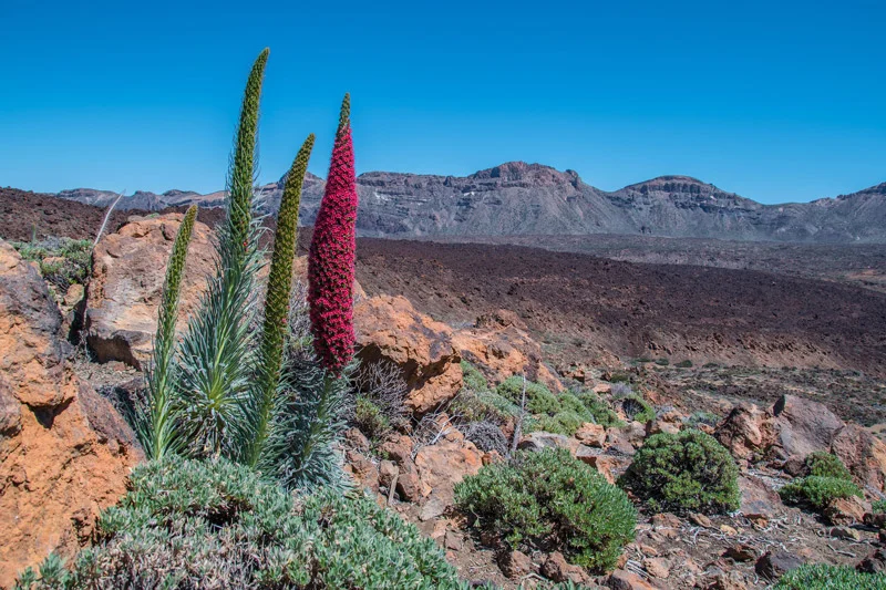tenerife-teide-national-park.jpg