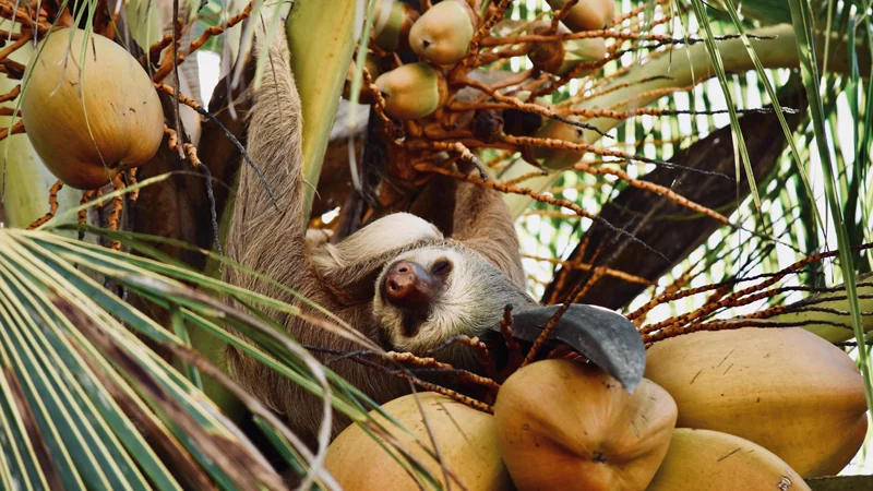 Costa-Rica-sloth-3377040.jpg