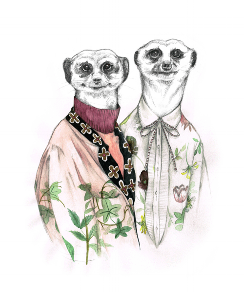 meerkat.gif
