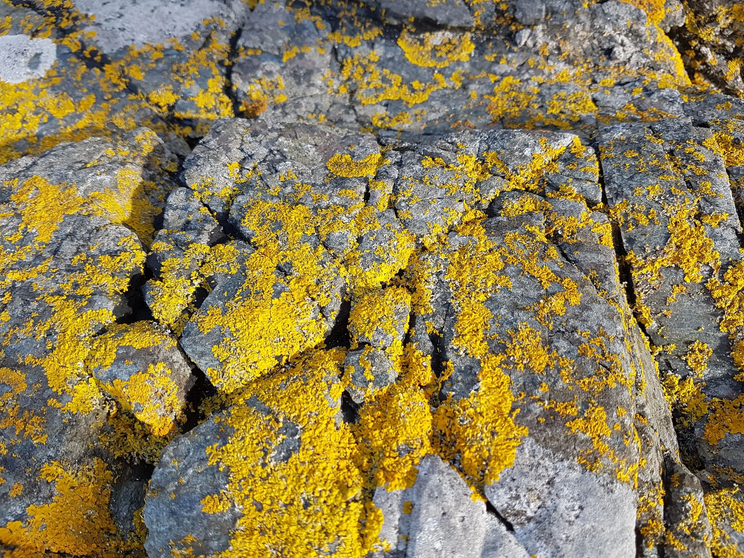 Burns, R. (2017) Lichen on Rocks, Port Charlotte. (Own collection)