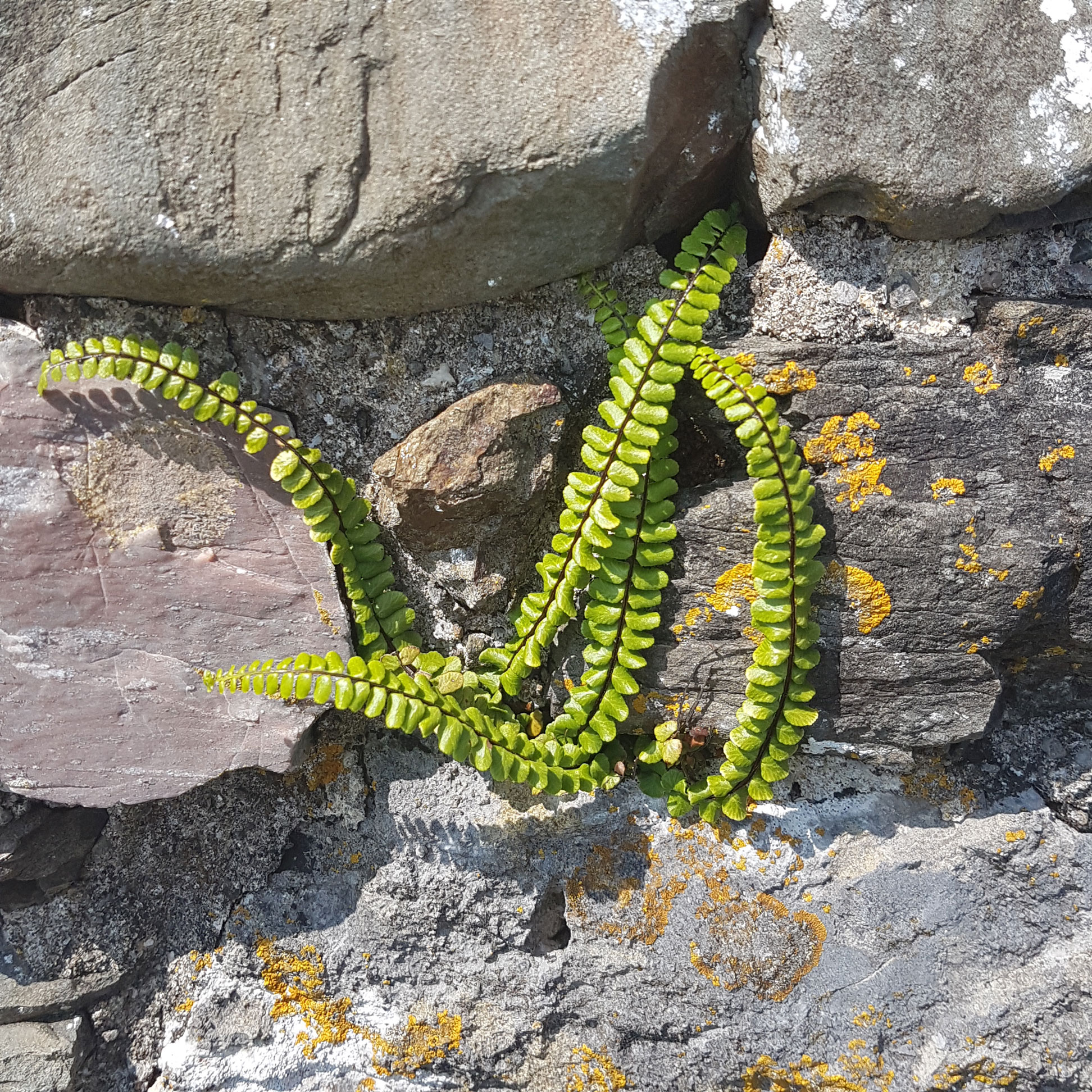 Burns, R. 2018. Tenby 9. Photograph.