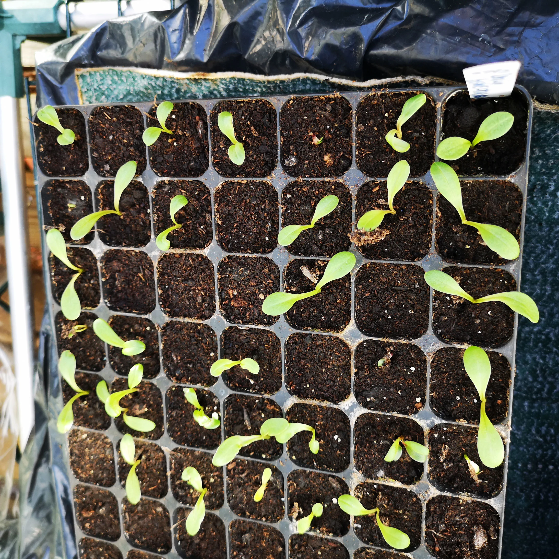 Coreopsis Tinctoria Emerging