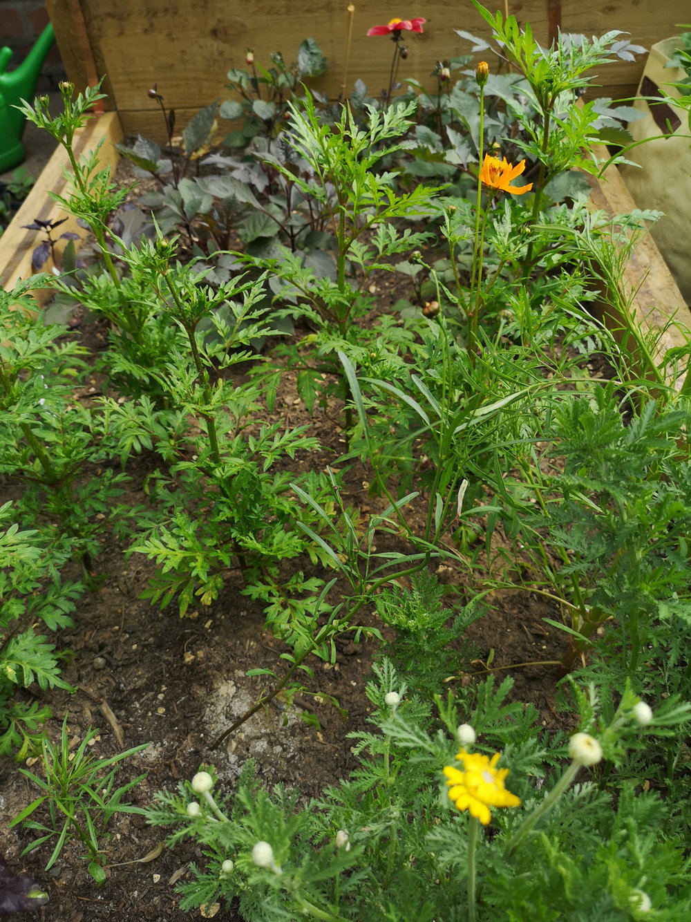 Dahlias, Cosmos and Dyer's Chamomile