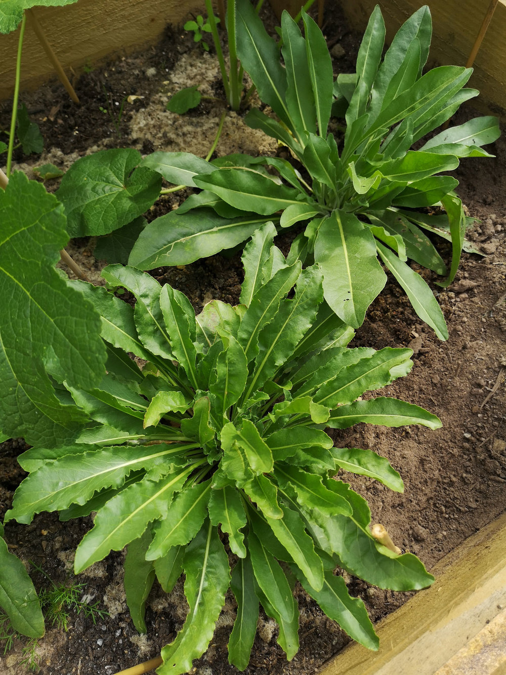 Happy Woad Plants