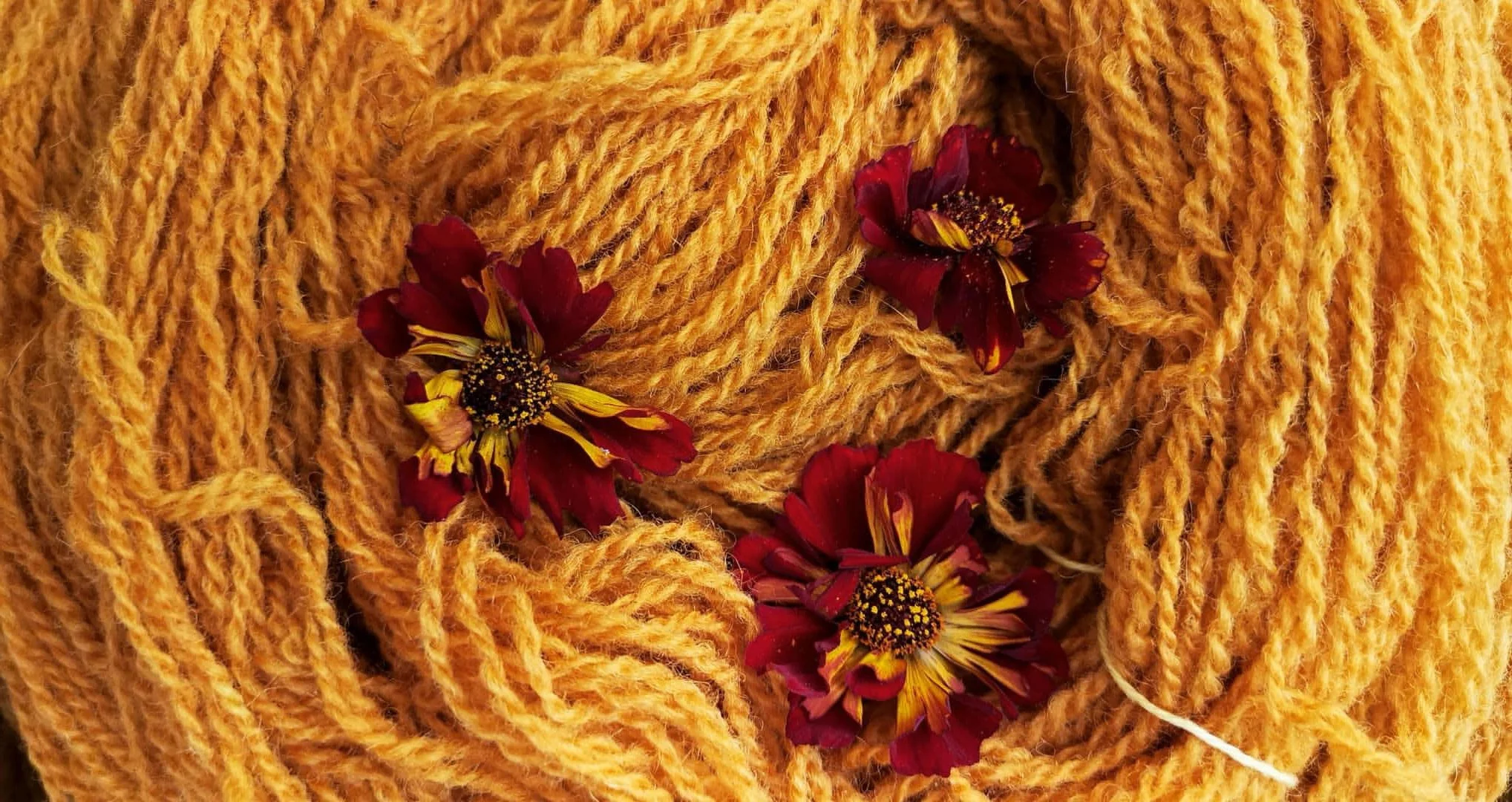 ria-burns-knitwear-coreopsis-tinctoria-roulette-flower-dye-6.jpg
