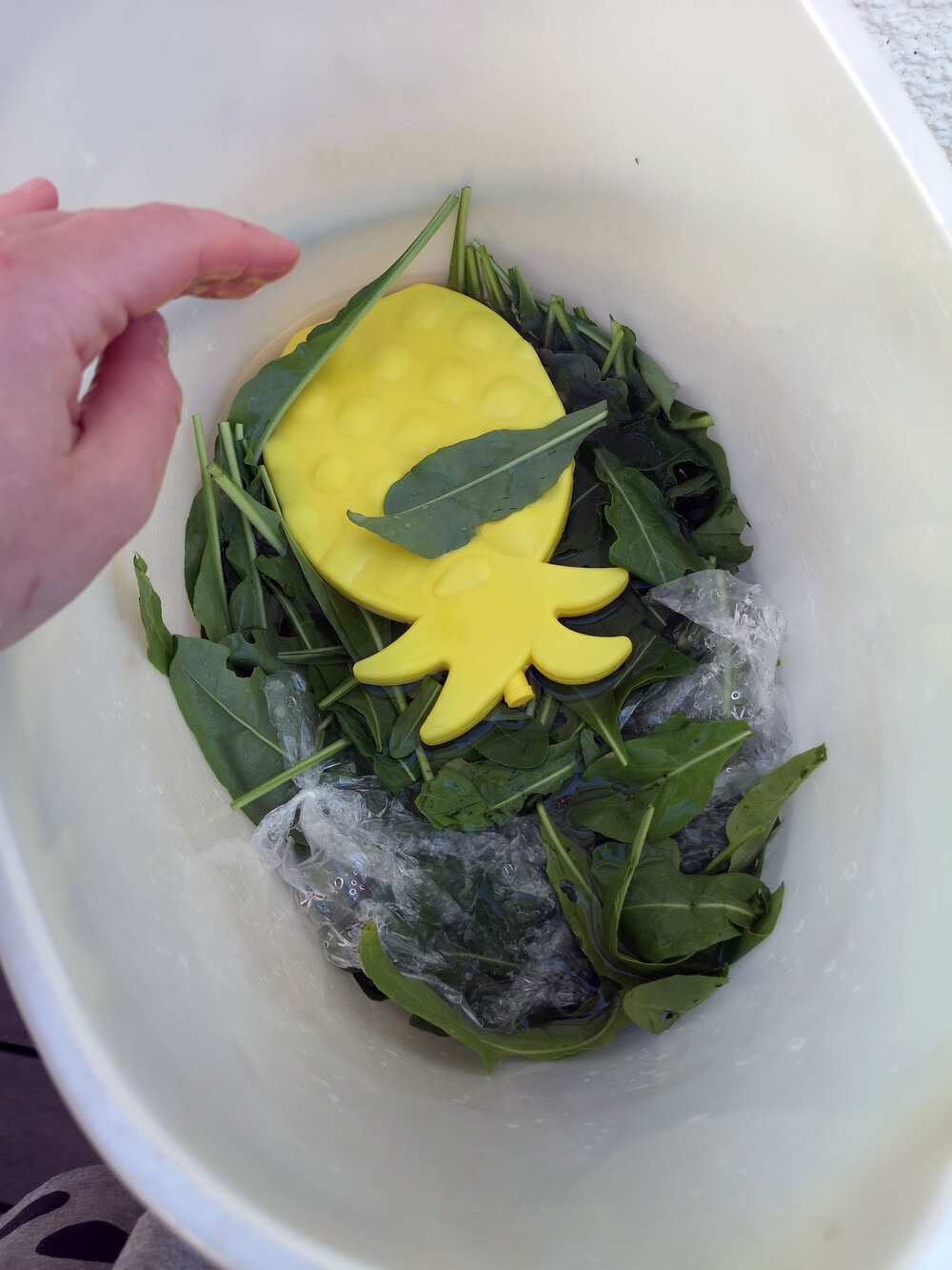 Ria-Burns-Knitwear-Homegrown-Woad-Fresh-Leaf-Extraction-Leaves-In-Ice-Water.jpg