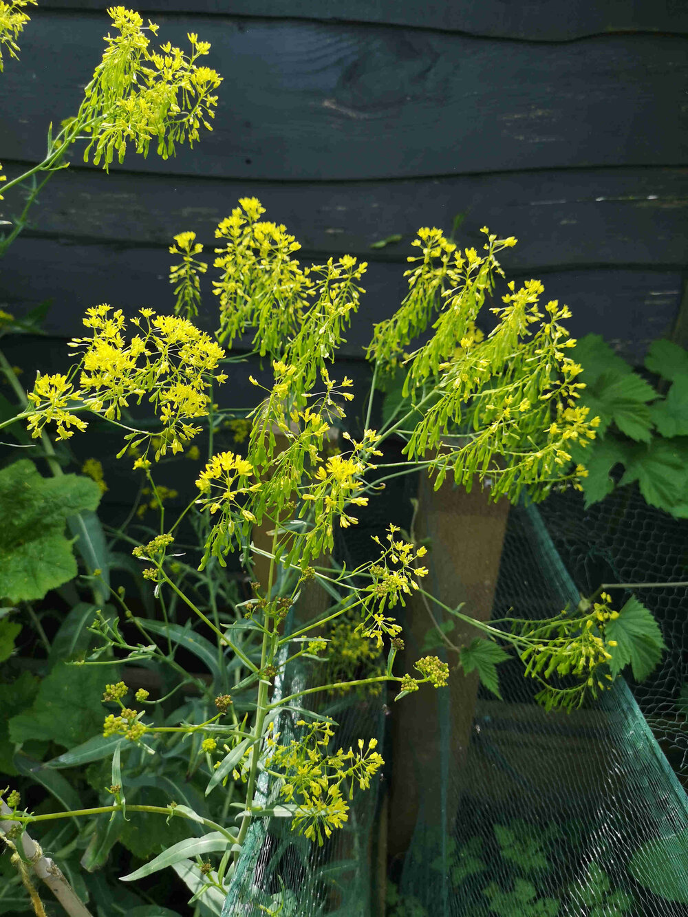 Woad flowers going to seed