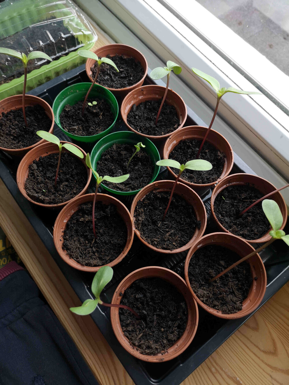 Hopi sunflower seedlings