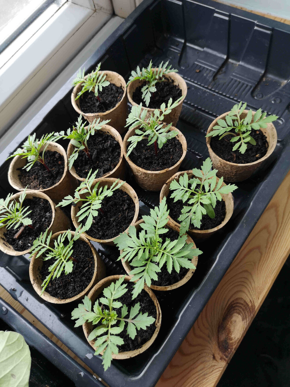 Marigold seedlings