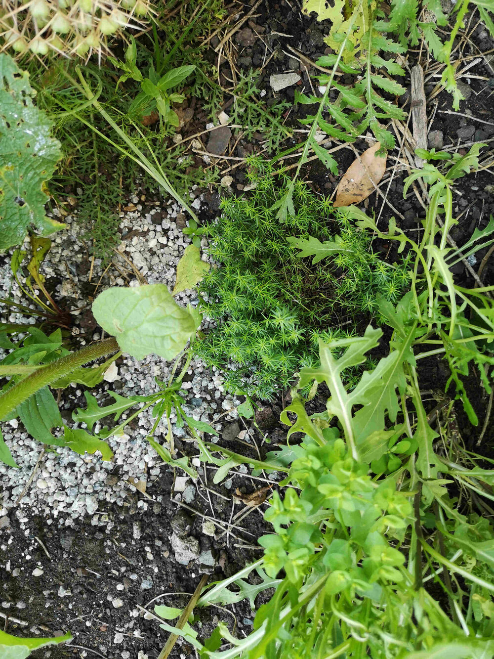 Tansy and Lady's Bedstraw