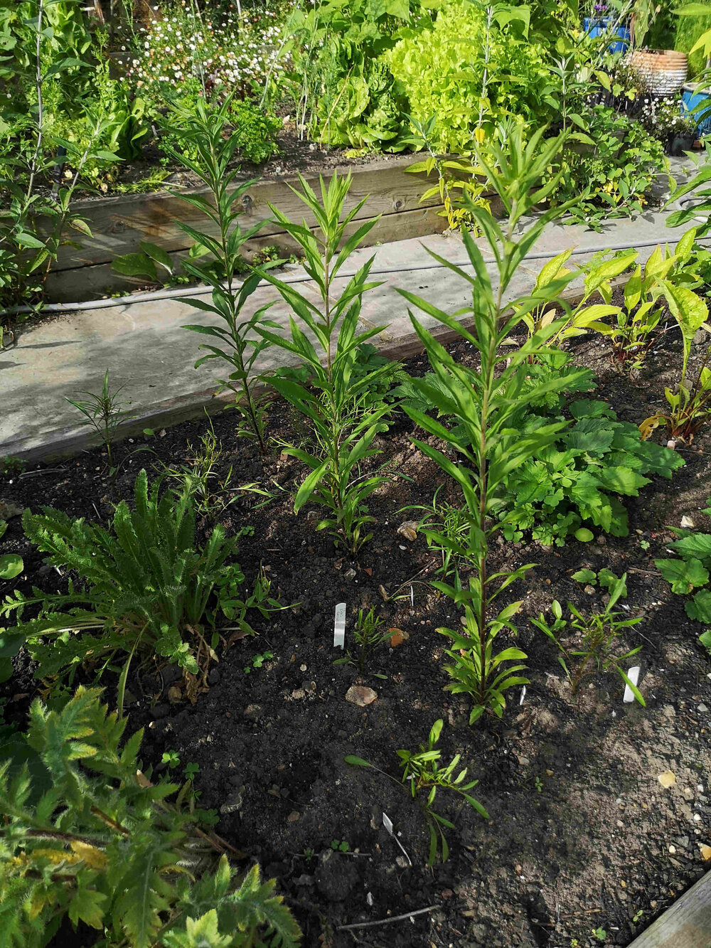 Ria Burns Knitwear Natural Dye Garden Goldenrod and Coreopsis web.jpg