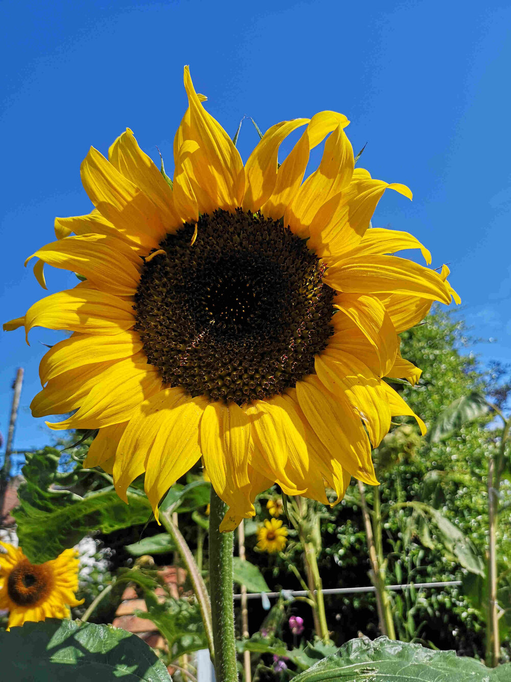 Ria Burns Knitwear Natural Dye Garden in Bloom August 2020 2 web.jpg