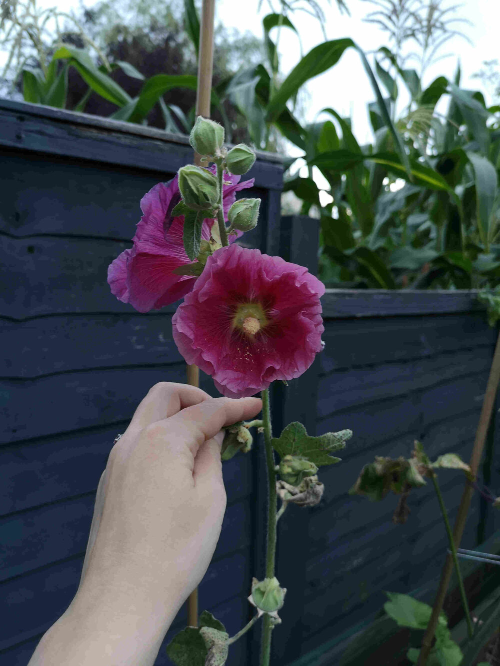 Ria Burns Knitwear Natural Dye Garden in Bloom August 2020 3 web.jpg