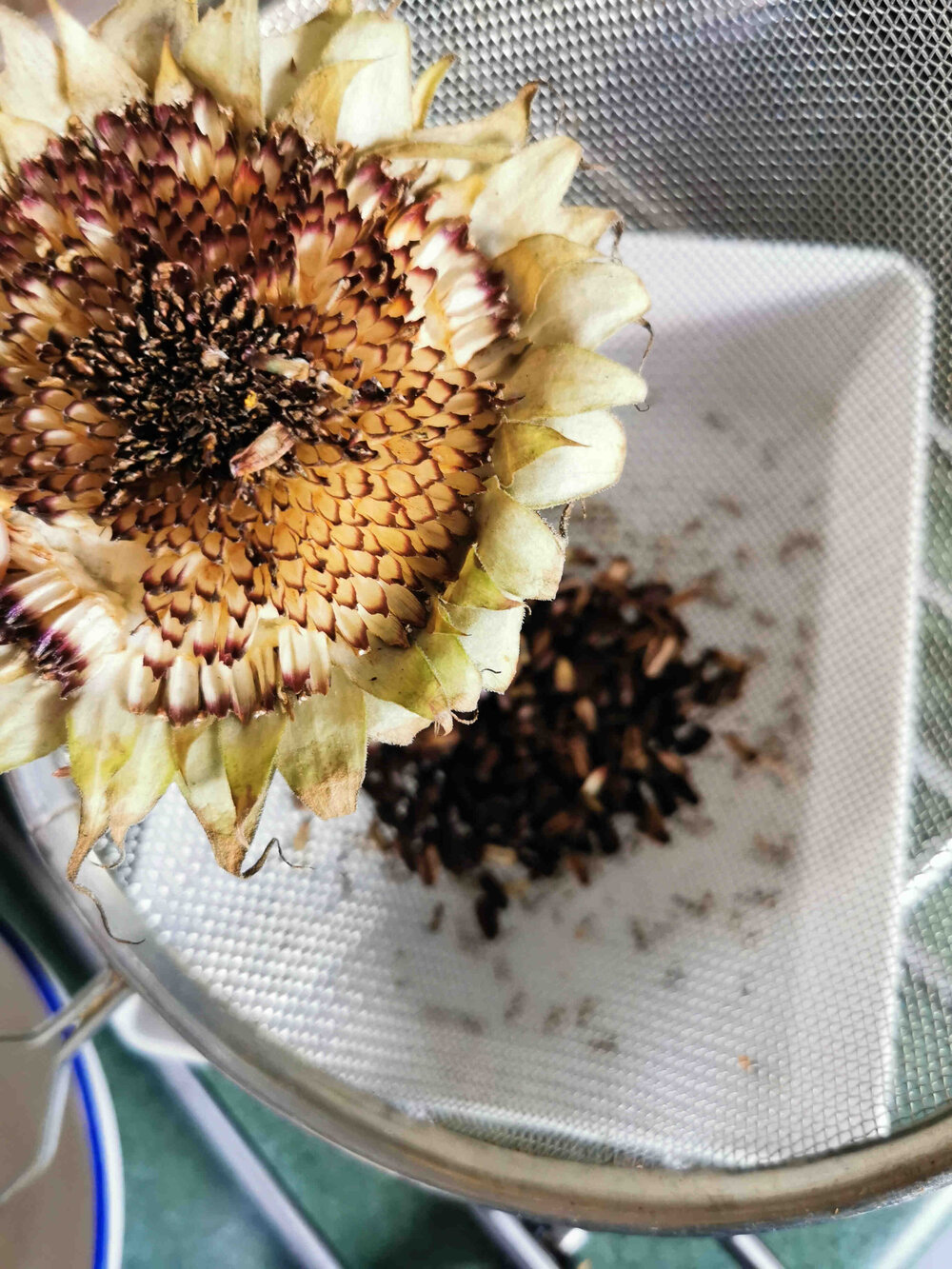 Ria Burns Knitwear Natural Dye Garden Hopi Sunflower Seeds web.jpg