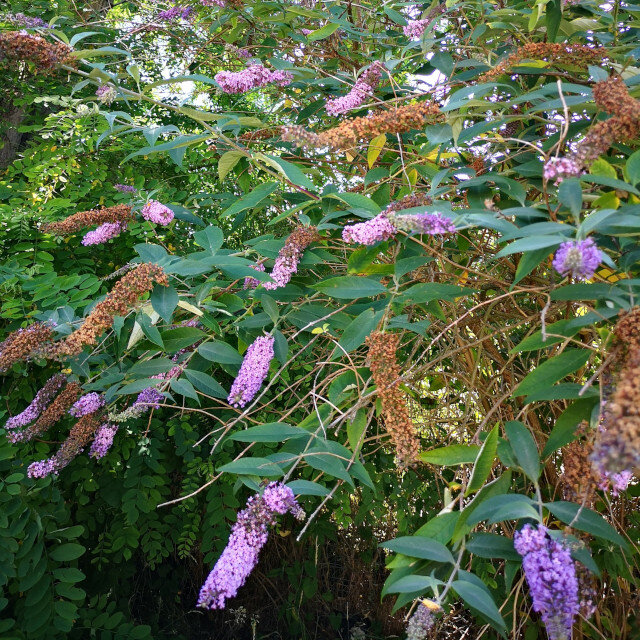 Image of Buddleia plant in hedgerow