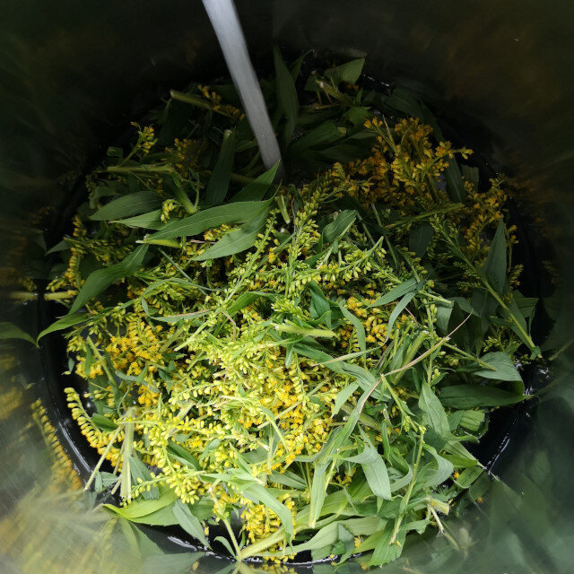 Goldenrod in the dye pot