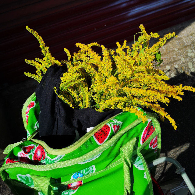 Freshly picked Goldenrod