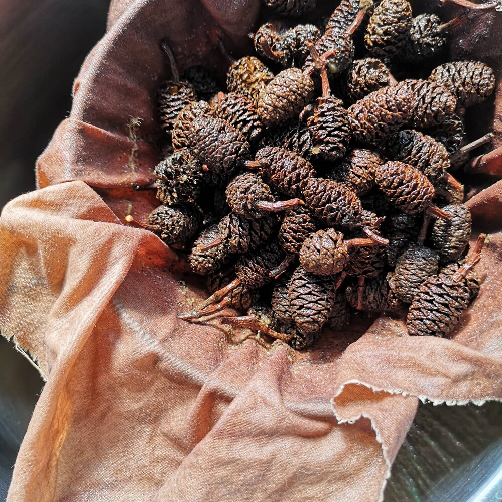 You can extract colour from alder cones many times