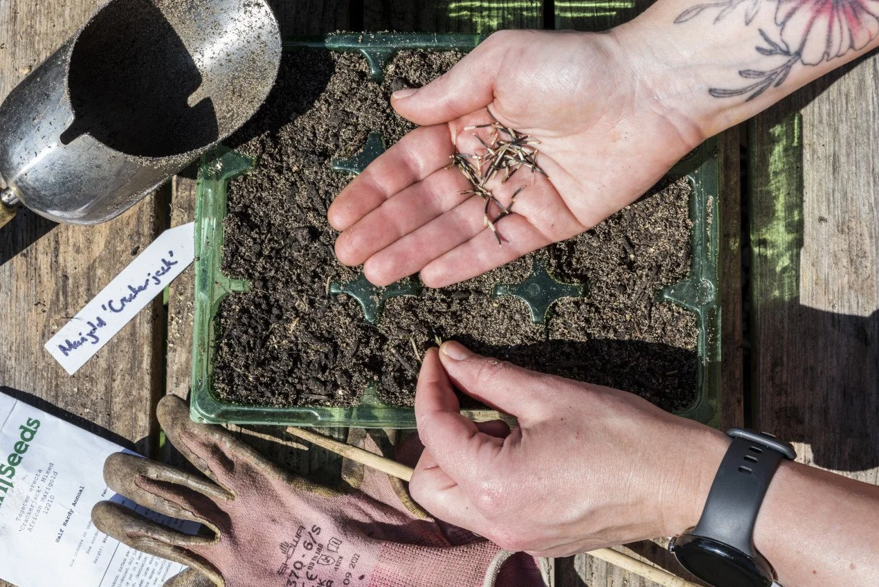 Six Months of Seed to Skein - The Growing-Led Natural Dye Membership