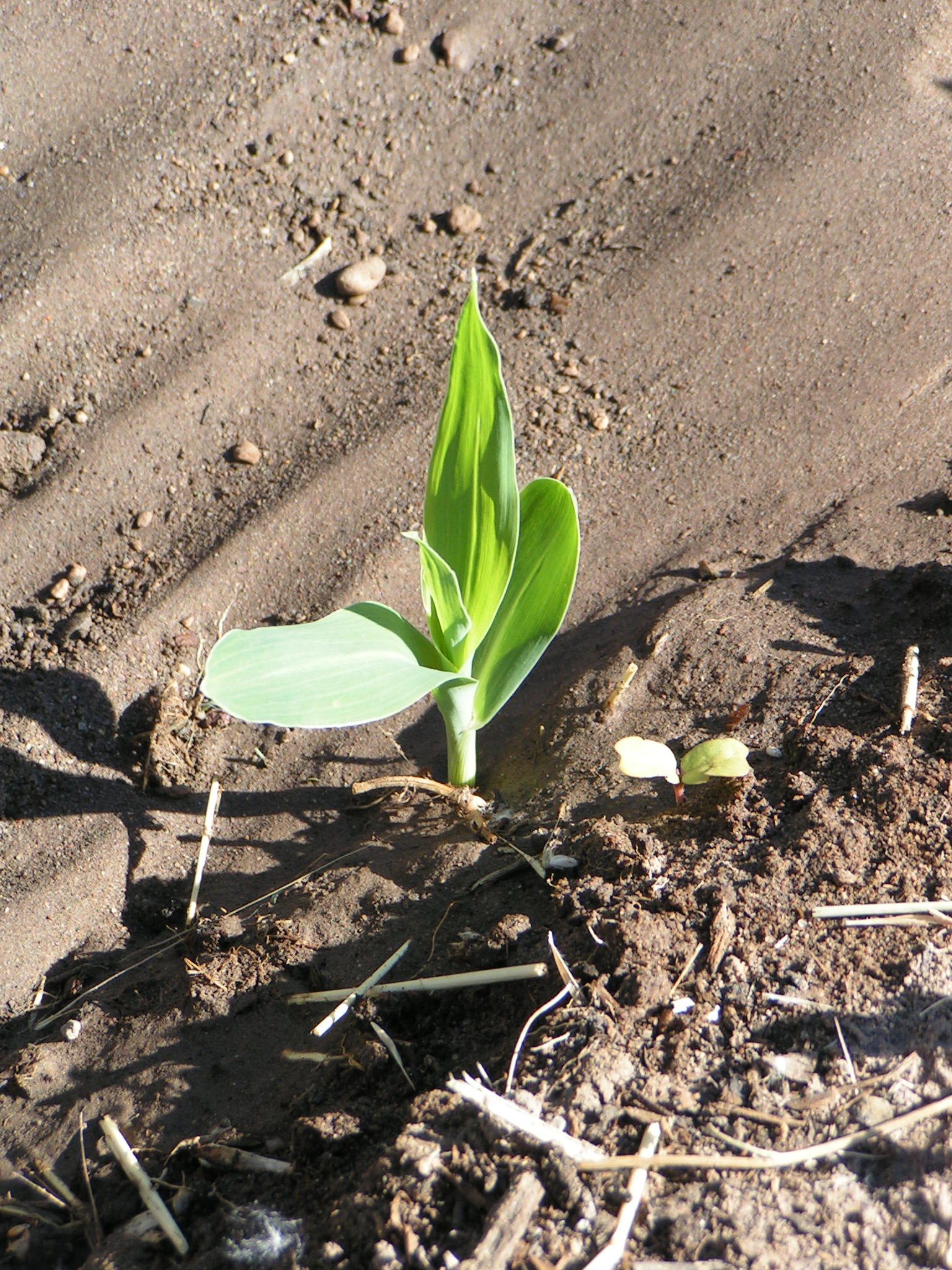 Corn seedling.JPG