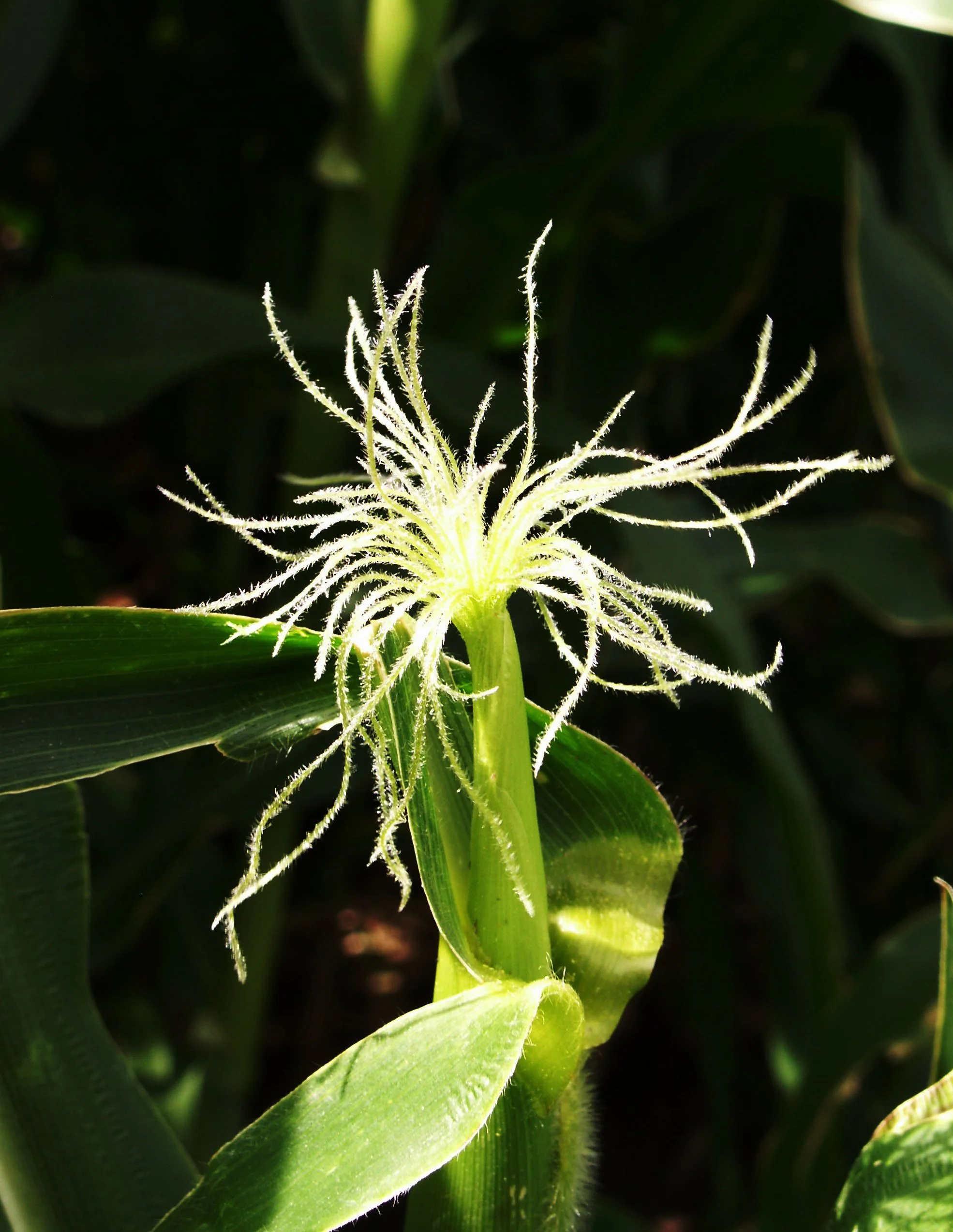 Silk new beginning.JPG