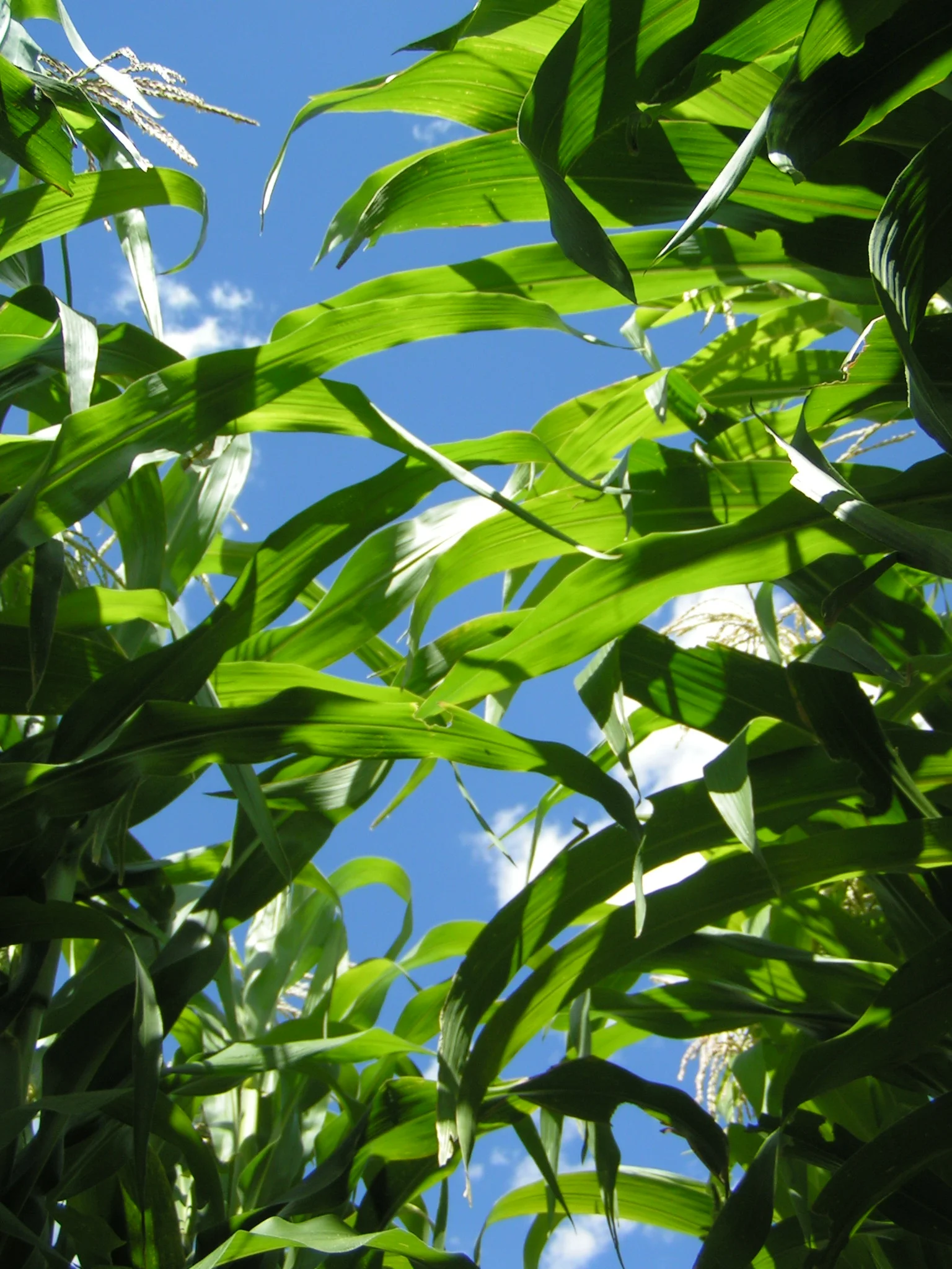Corn and sky.JPG