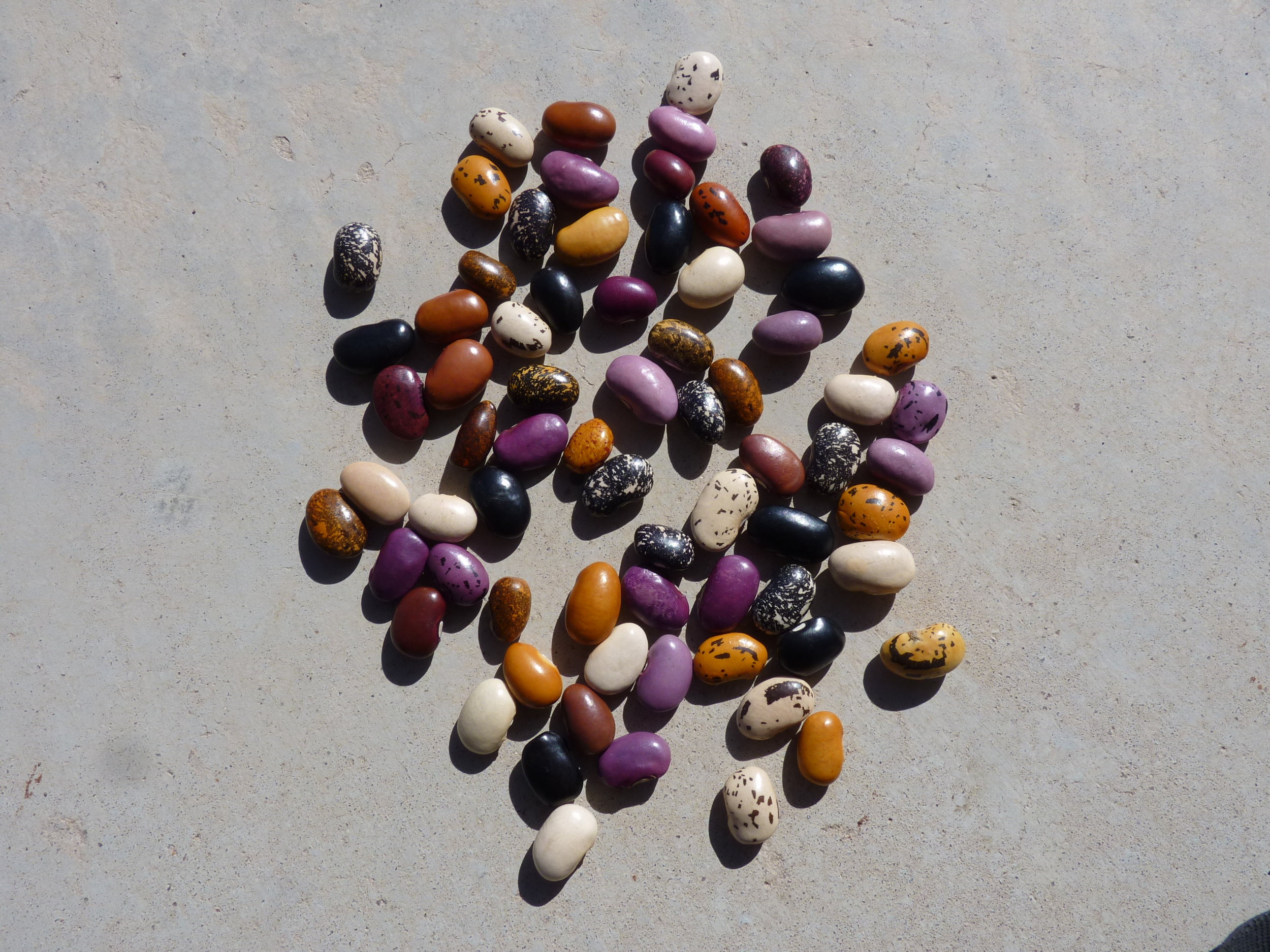 Guatemalan runner beans.JPG