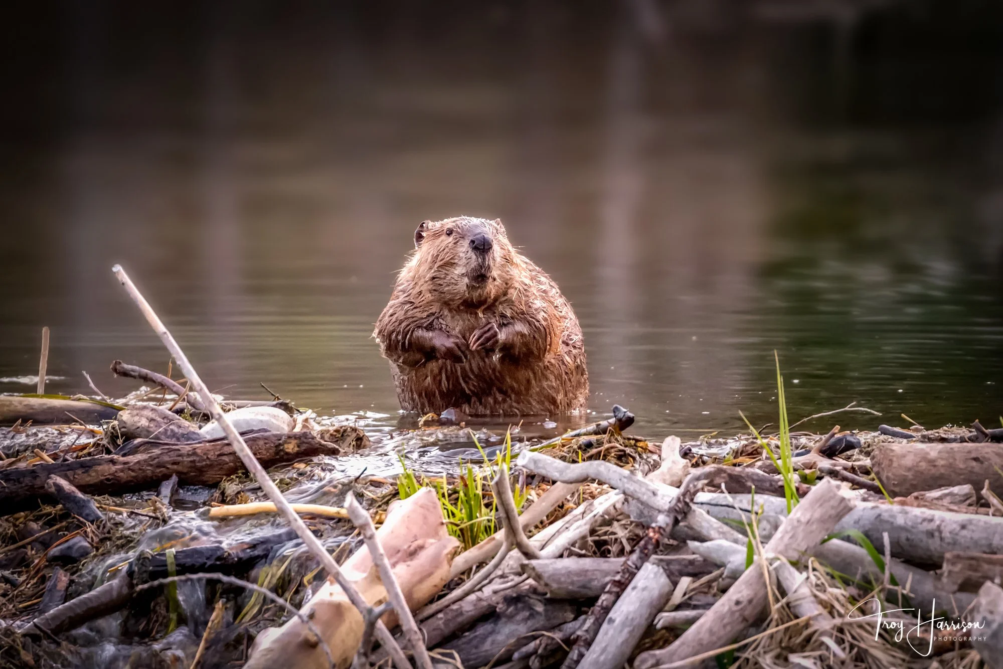 1 - Beaver, GTNP 2016, img 092.jpg
