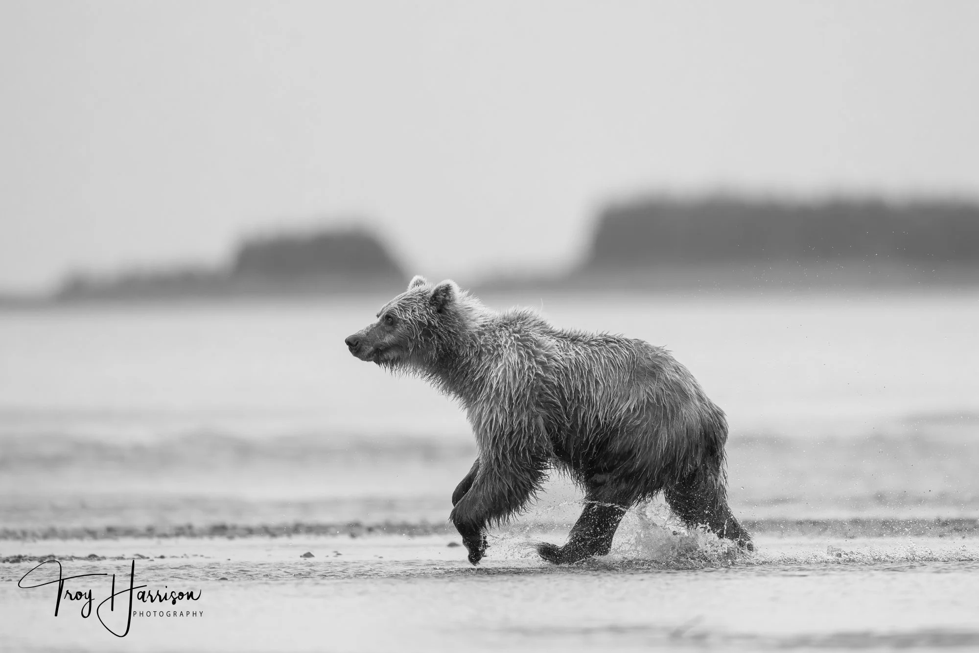 1 - Brown bear, Alaska 2021, img 5489.jpg