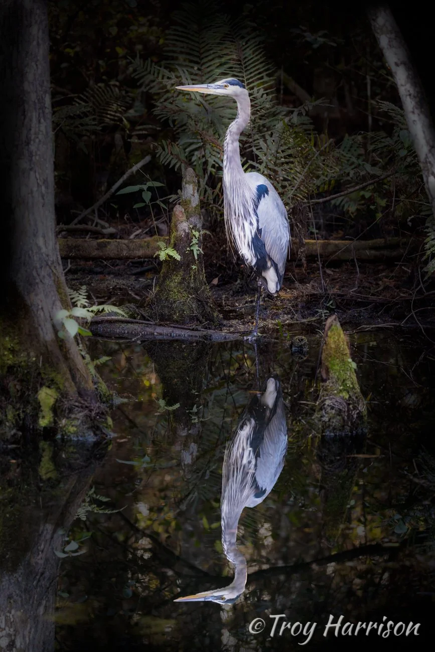 1 - Great Blue Heron, Everglades Jan. 2017, img 725.jpg
