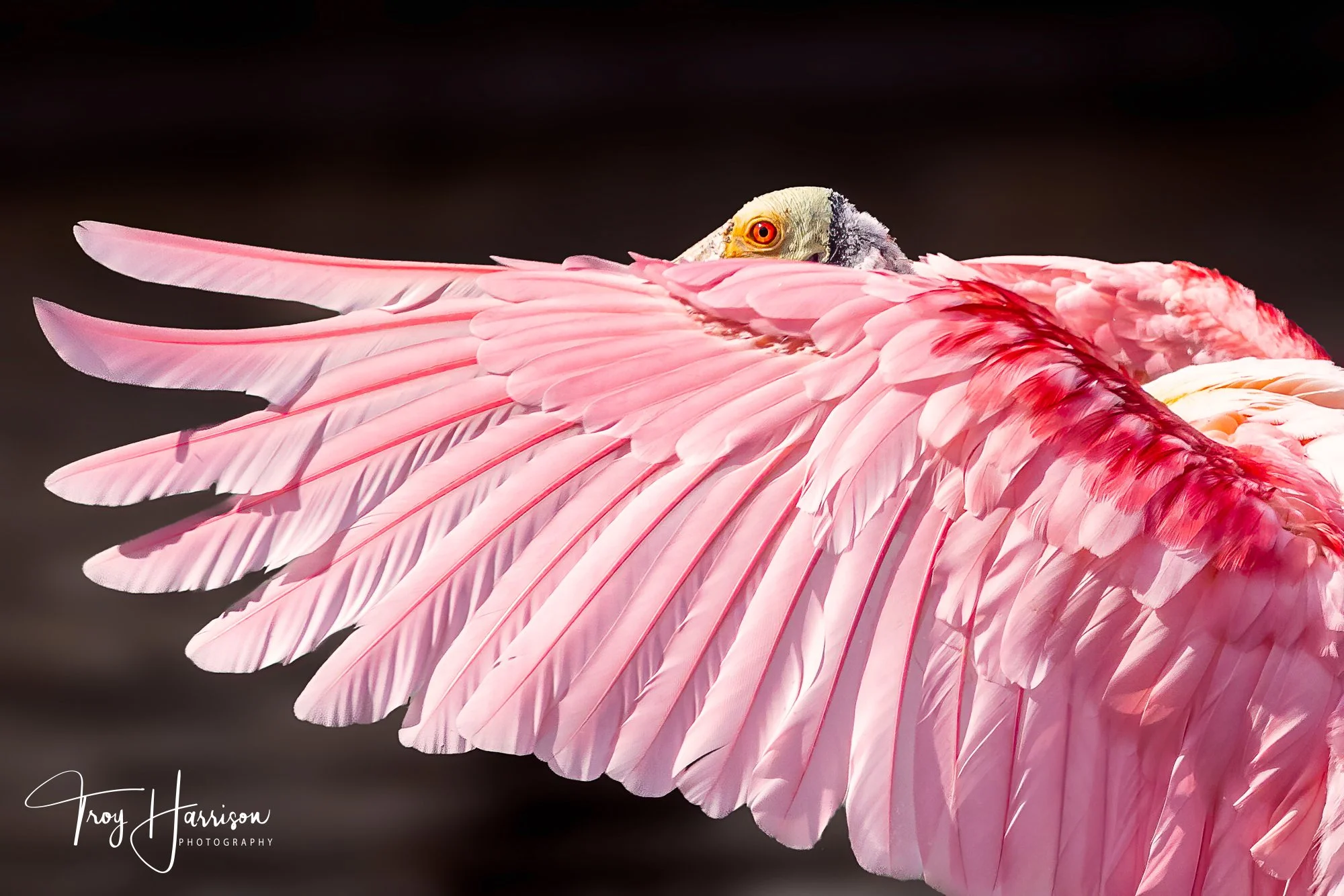 1 - Roseate Spoonbill, Everglades, Jan. 2022, img 7369.jpg
