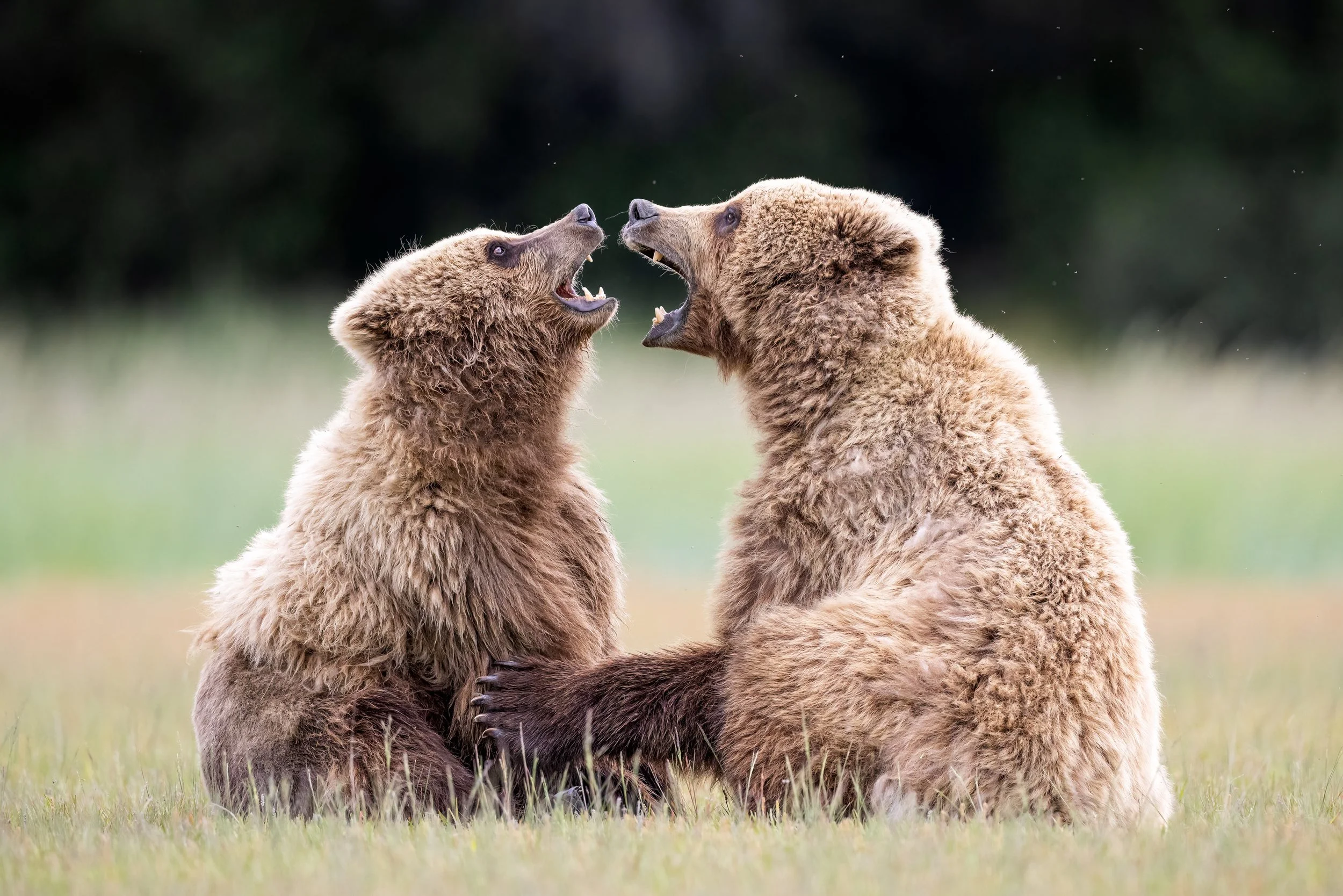 1 - AAA.jpg
