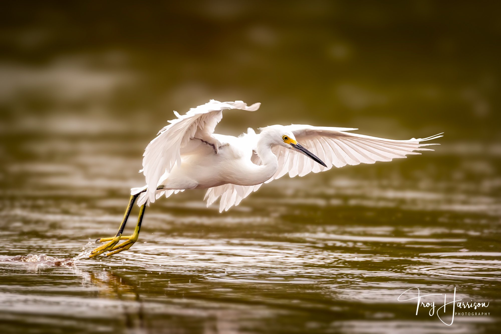 1 - Snowy Egret, Everglades, Birds 2016, img 154.jpg