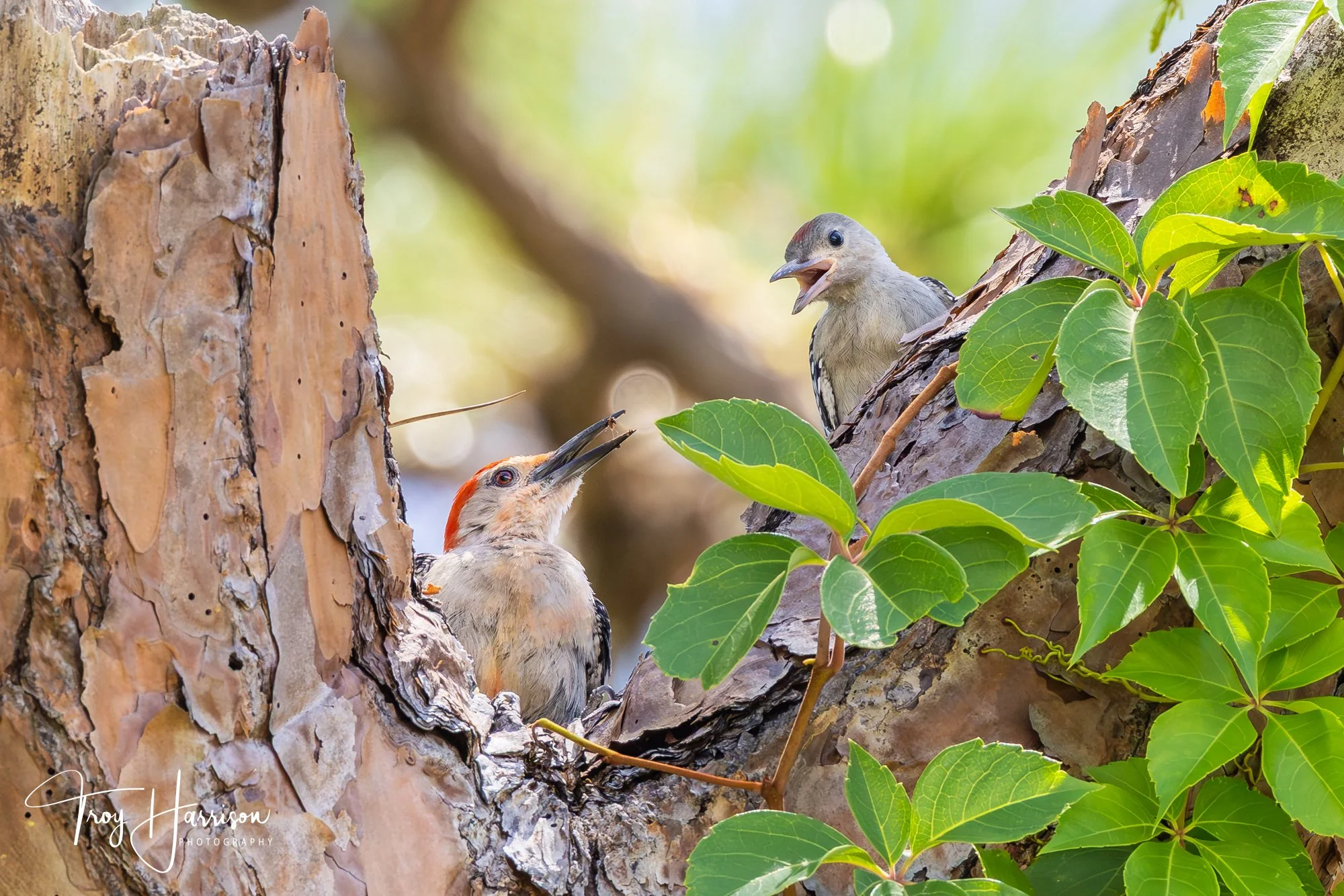 1 - Red-Bellied Woodpecker, Everglades, Aug. 2025, img 3196.jpg