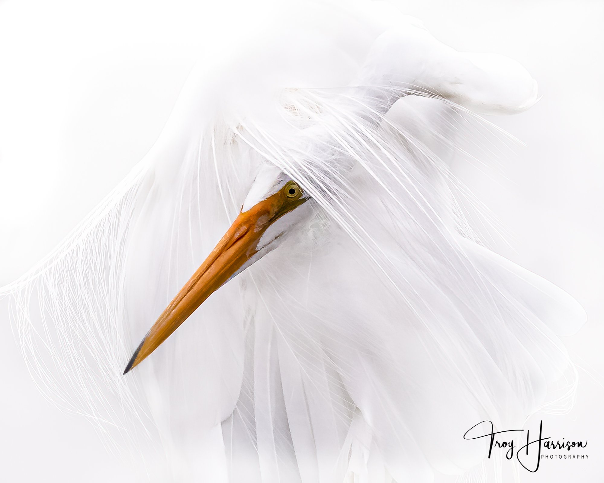 1 - Great Egret, Everglades, January 2021, img 3500.jpg