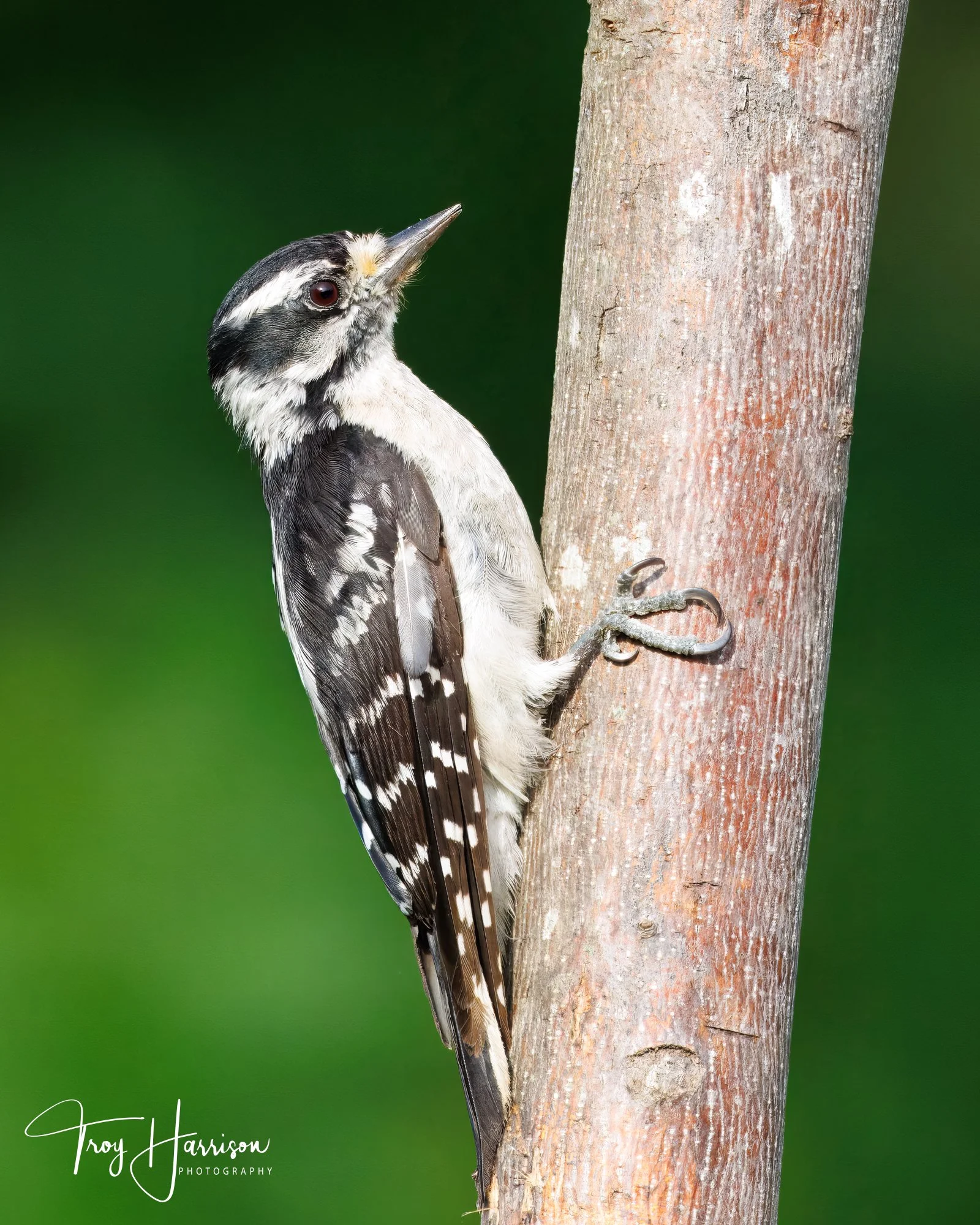 1 - Downy Woodpecker, Backyard Birds, June 2025, img 1143.jpg