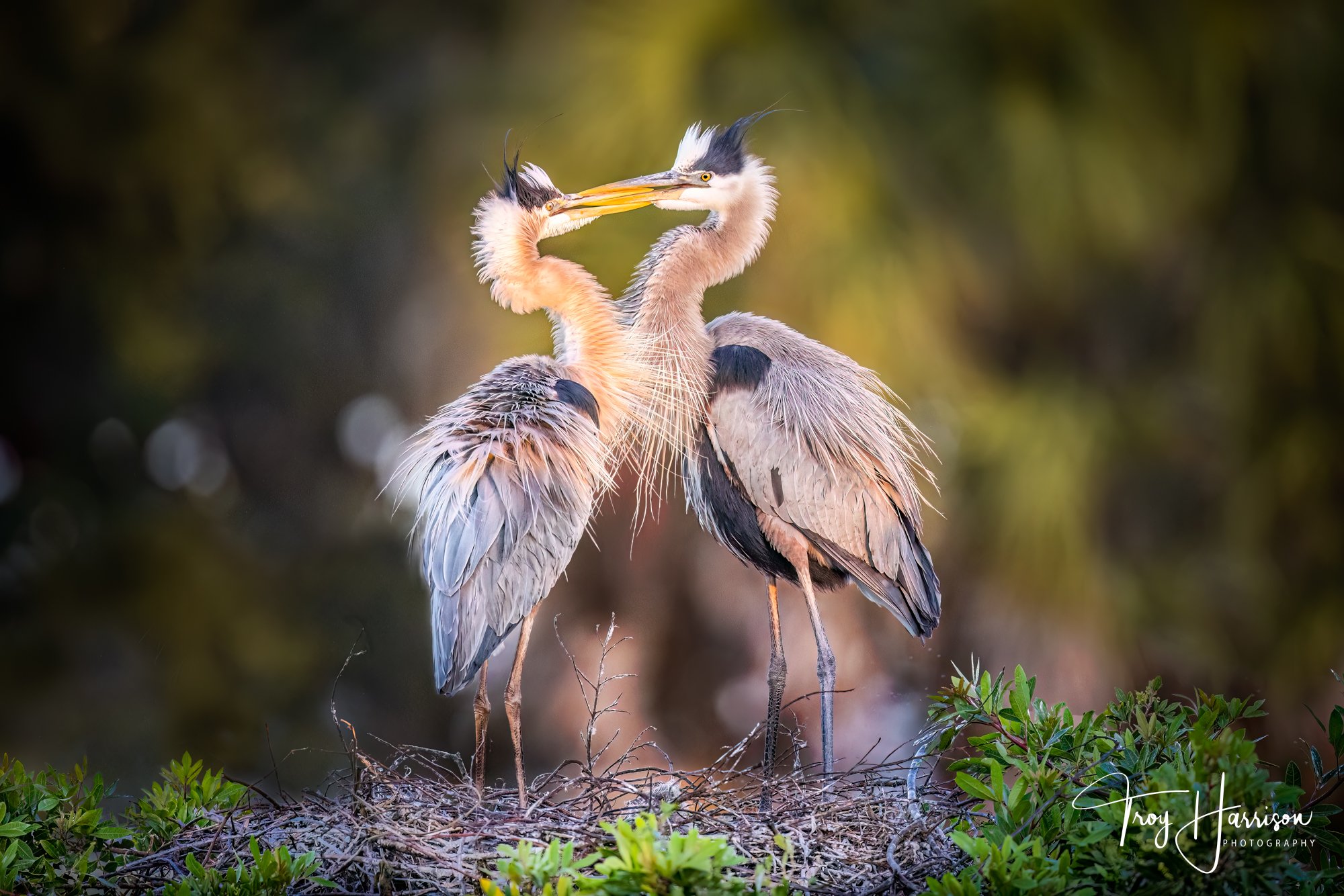 1 - Great Blue Heron, Everglades, January 2021, img 809.jpg